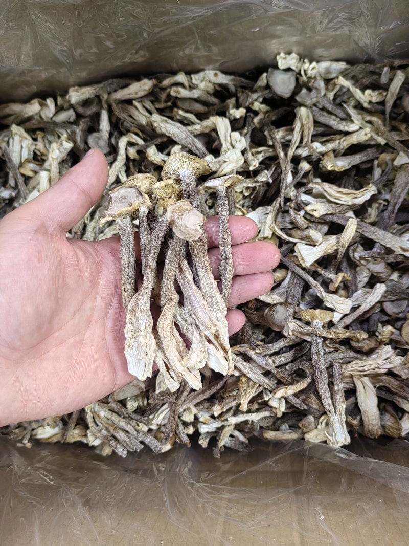 A菇鹿茸菇大量批发，全网***格，产地直销，货真价实。