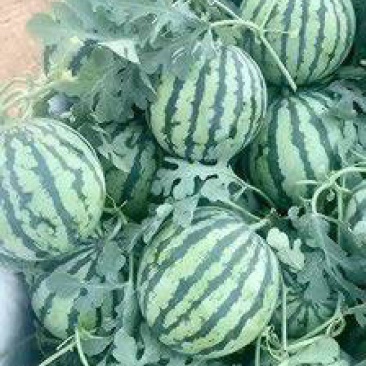 8424，无籽麒麟，陆地精心，甜王，庆红999。