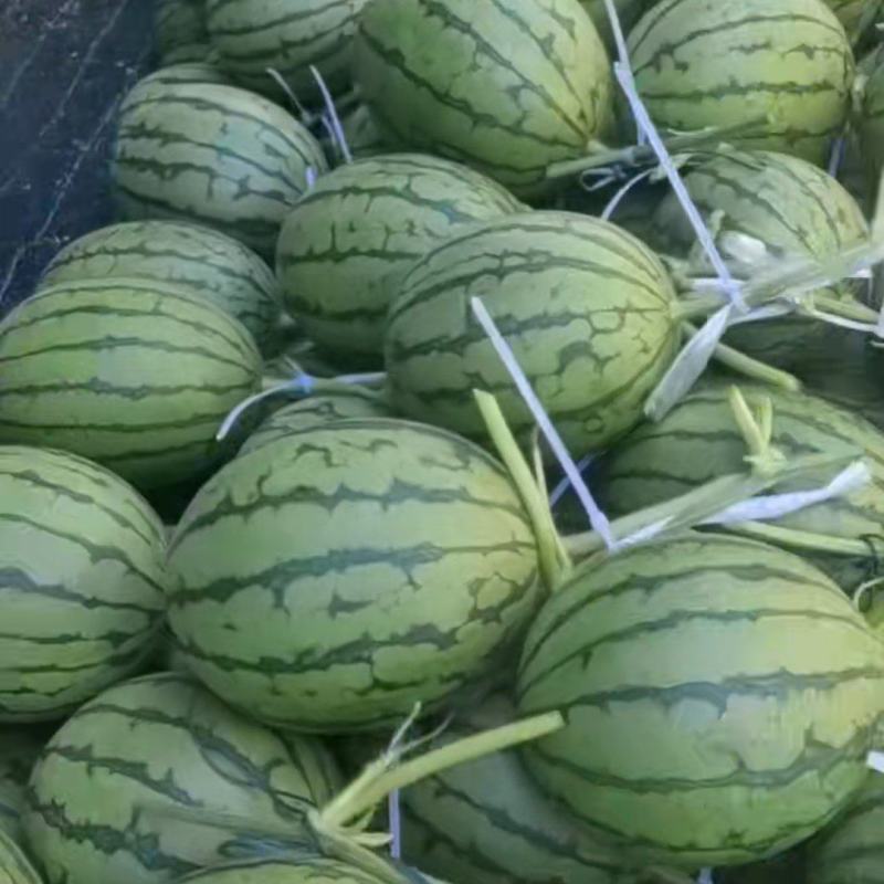 L600小糖丸，吊瓜，大鹏，头茬。