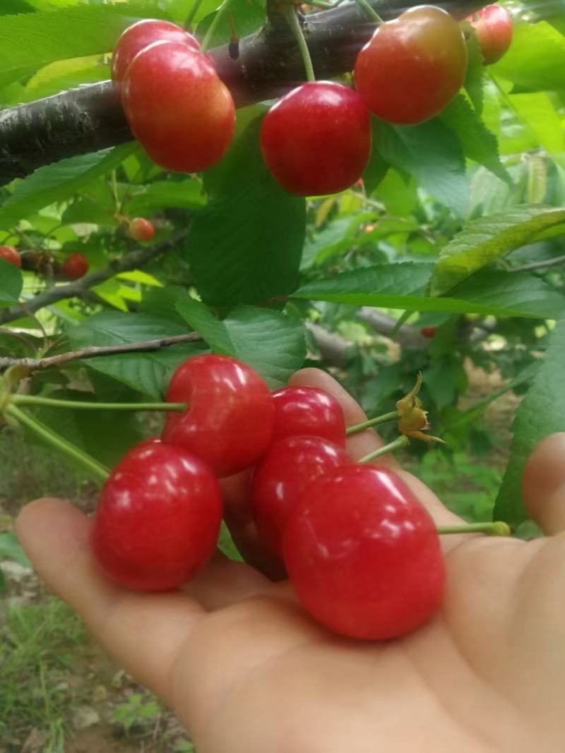 天水红灯，早红樱桃以大量上市，欢迎咨询
