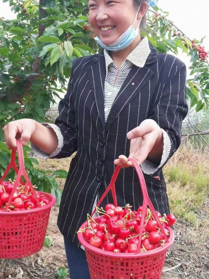 天水红灯，早红樱桃以大量上市，欢迎咨询