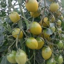玲珑小番茄千禧果，红、黄、绿三种颜色：口感好，品种优