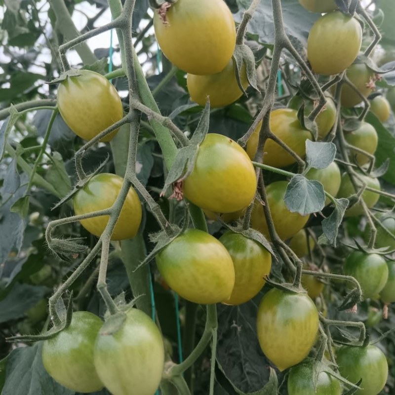 玲珑小番茄千禧果，红、黄、绿三种颜色：口感好，品种优