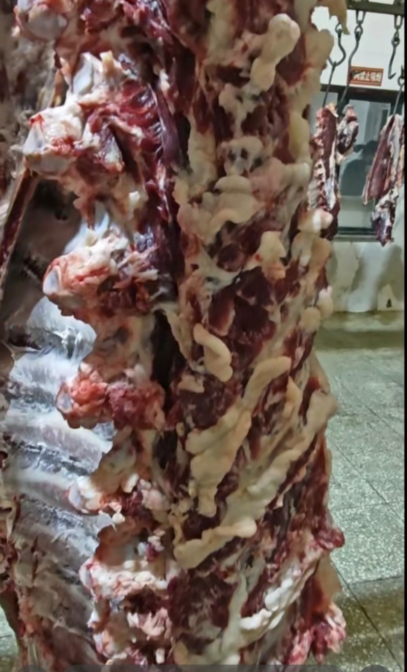 吊龙，牛腹肉，牛里脊，每天现宰，（鲜肉）空全国