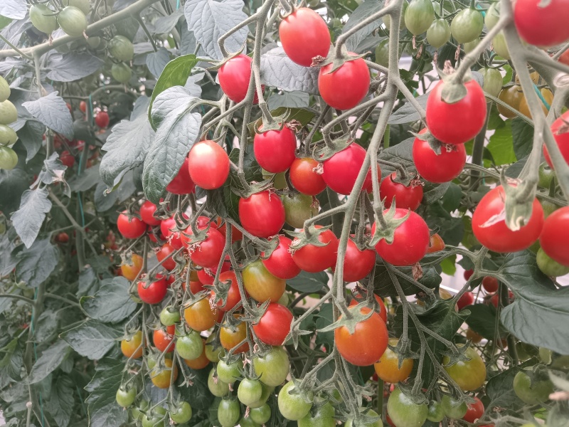 玲珑小番茄千禧果，红、黄、绿三种颜色：口感好，品种优