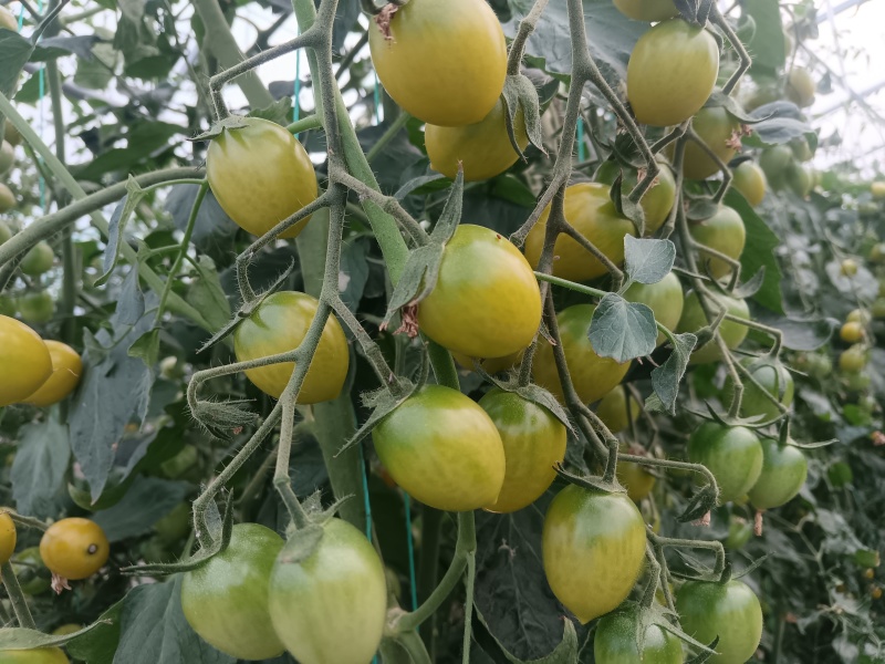 玲珑小番茄千禧果，红、黄、绿三种颜色：口感好，品种优