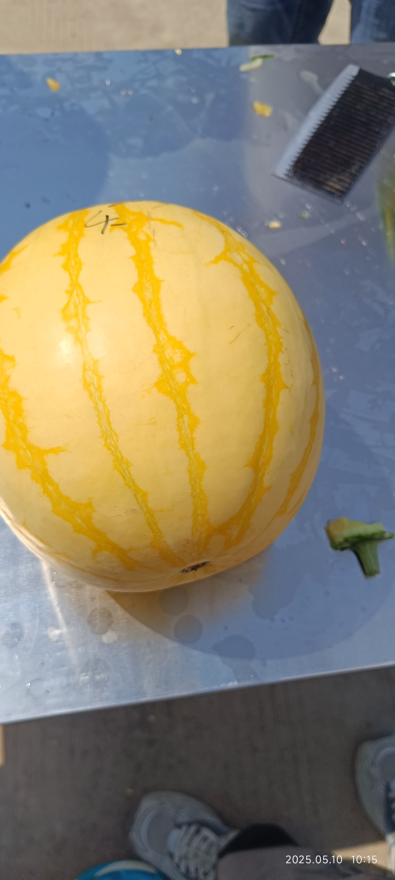 黄皮麒麟西瓜，精品西瓜**瓜糖度12以上