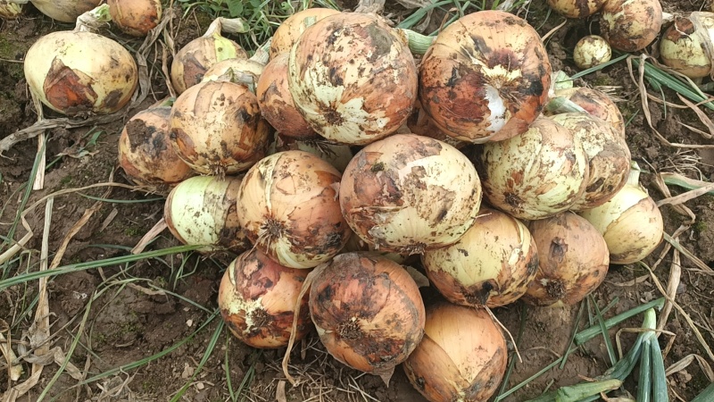 精品黄洋葱基地现挖，一手货源保质保量，50-60-70