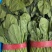 精品菠菜高度为25-30厘米左右，叶面没虫眼，没有斑点