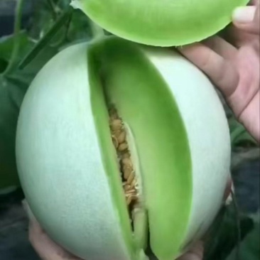 精品玉菇甜瓜大量上市冰淇淋玉菇品质保证量大从优