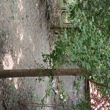 白果树，杨树