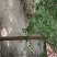 白果树，杨树