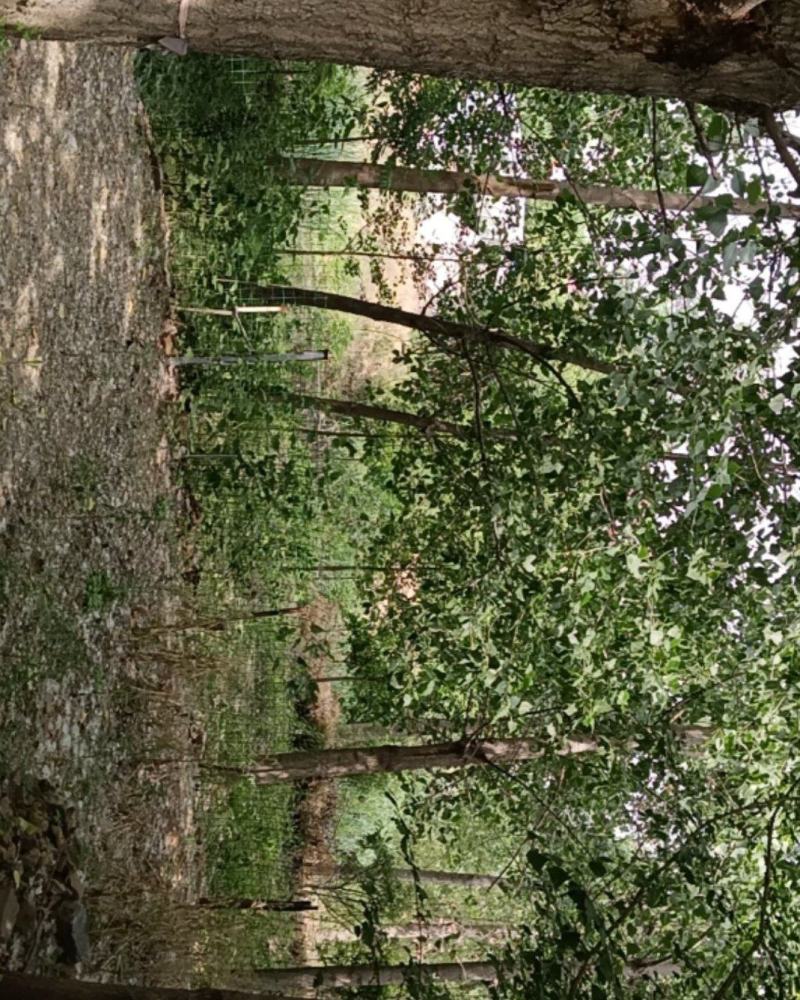 白果树，杨树