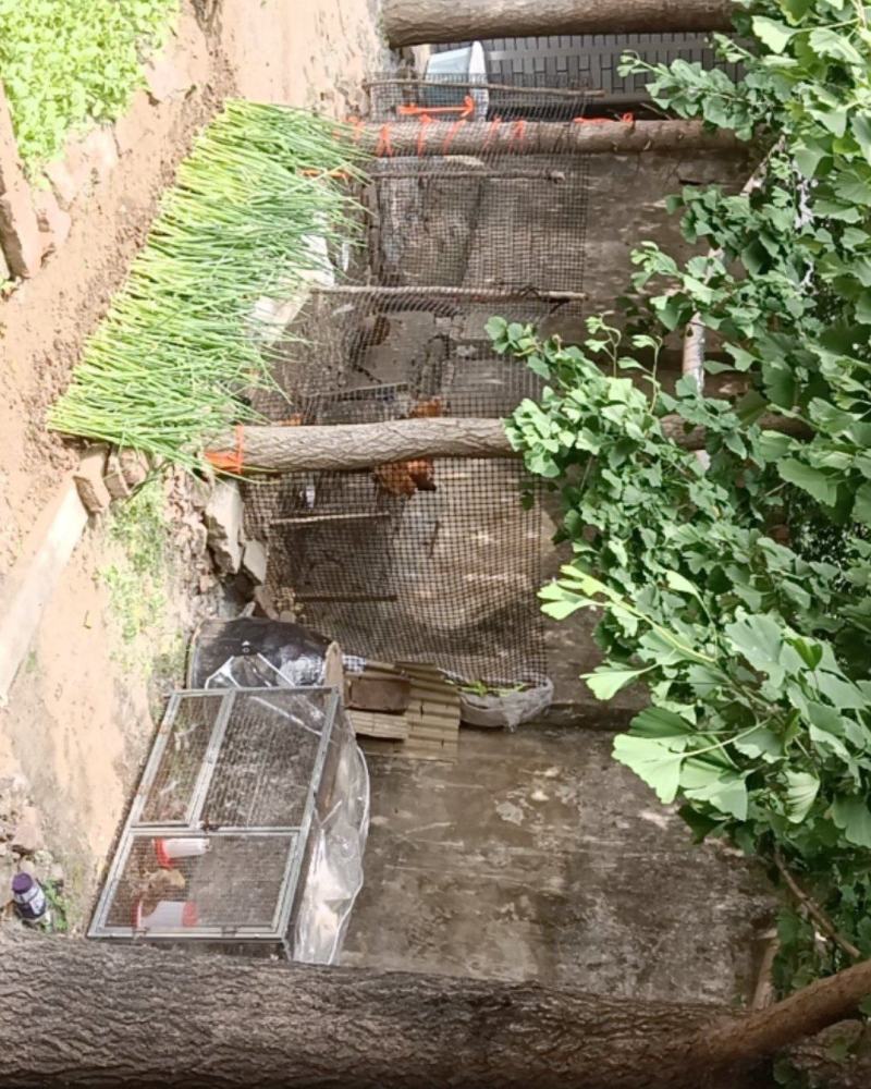 白果树，杨树