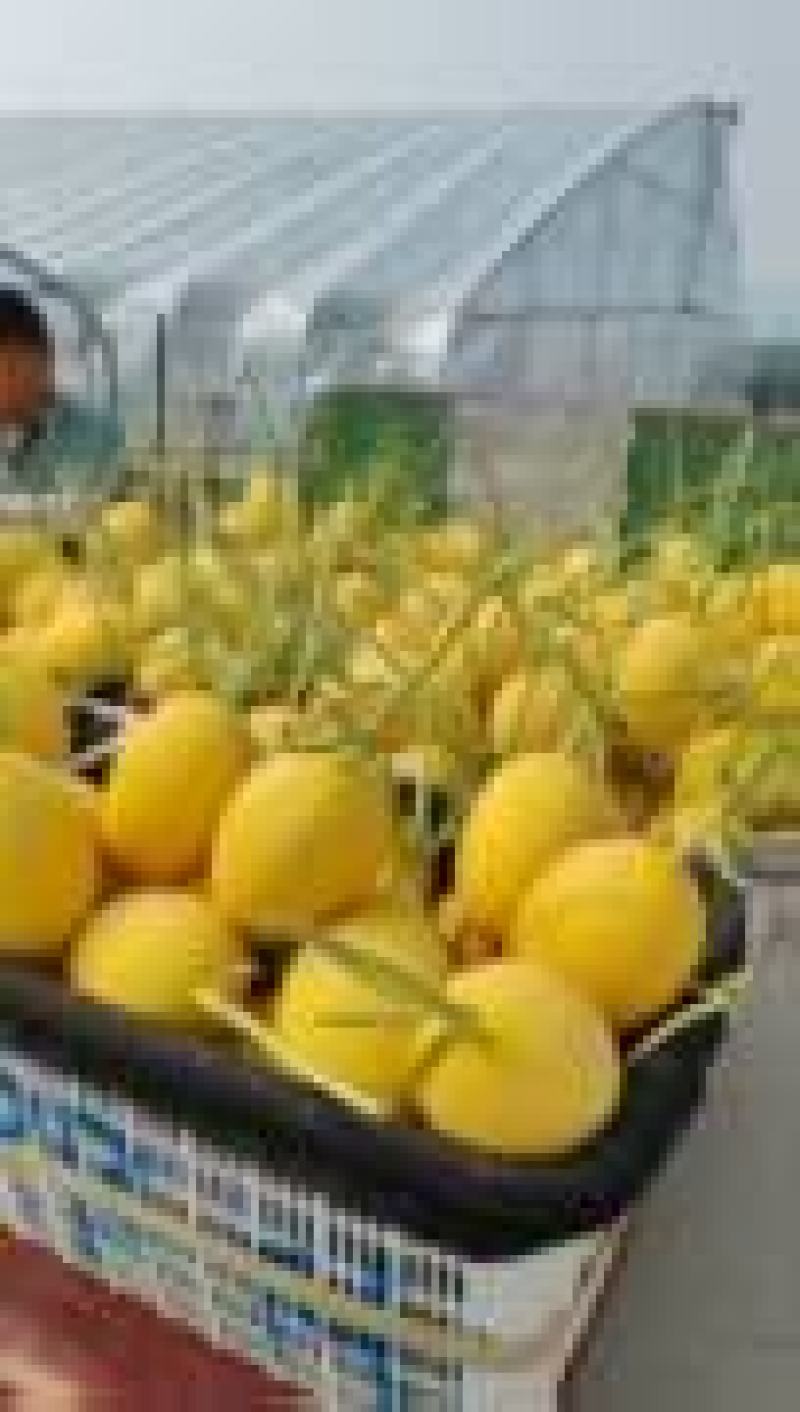 黄小蜜大量供货对接全国市场商超社区团购支持视频看货