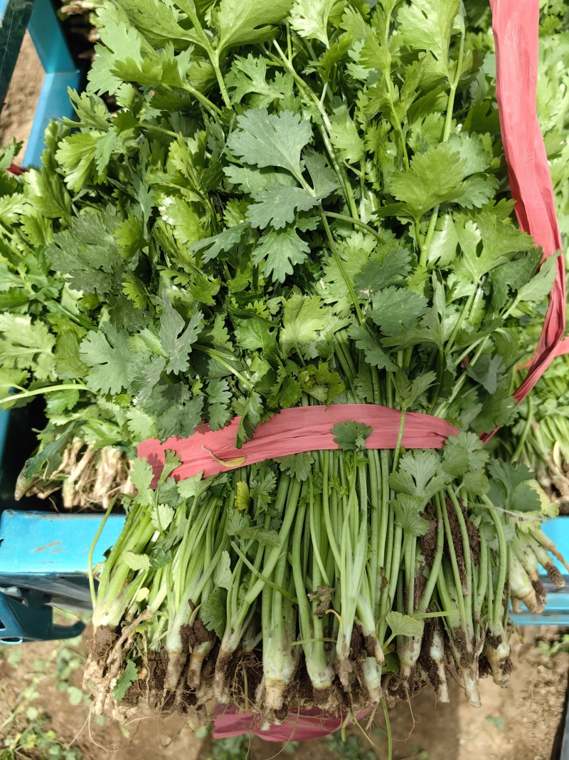 山西闻喜县大叶香菜产地直发，大量供货，欢迎联系长期合作
