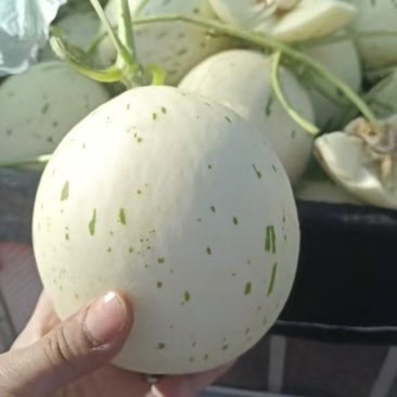 精品蜜露流星甜瓜各种甜瓜大量上市量大从优