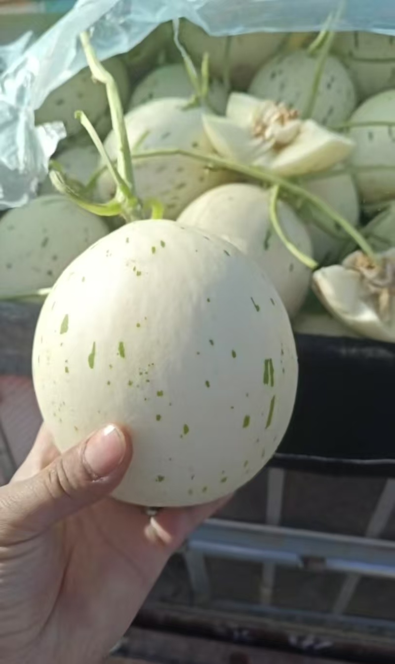 精品蜜露流星甜瓜各种甜瓜大量上市量大从优