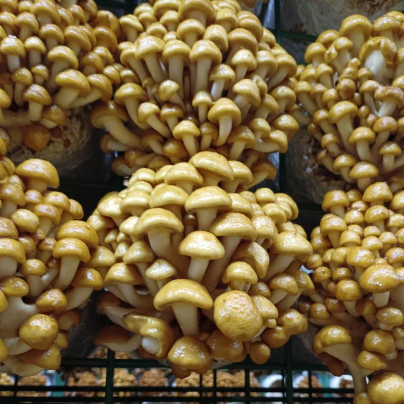 滑子菇，滑菇，