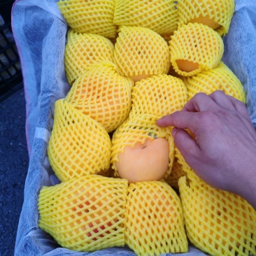 油桃毛桃黄油桃黄油毛桃蟠桃黄蟠桃凯露天杏丰园红大量现货