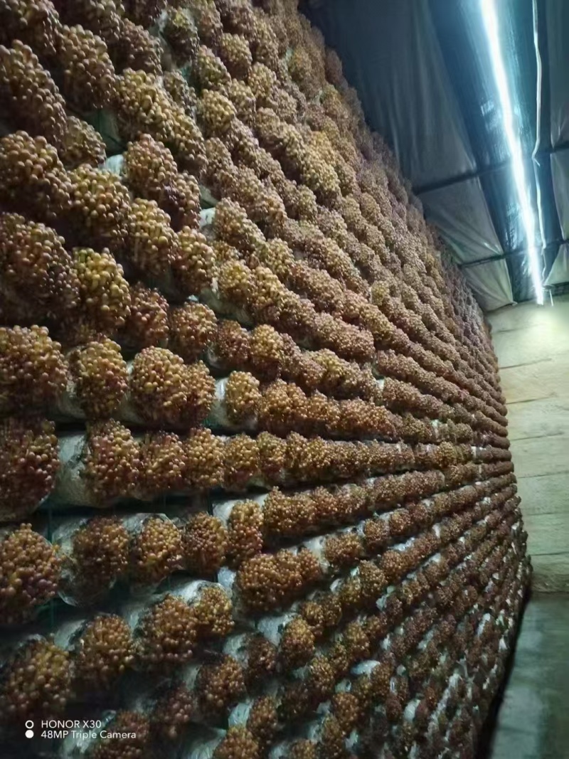 滑子菇，滑菇，