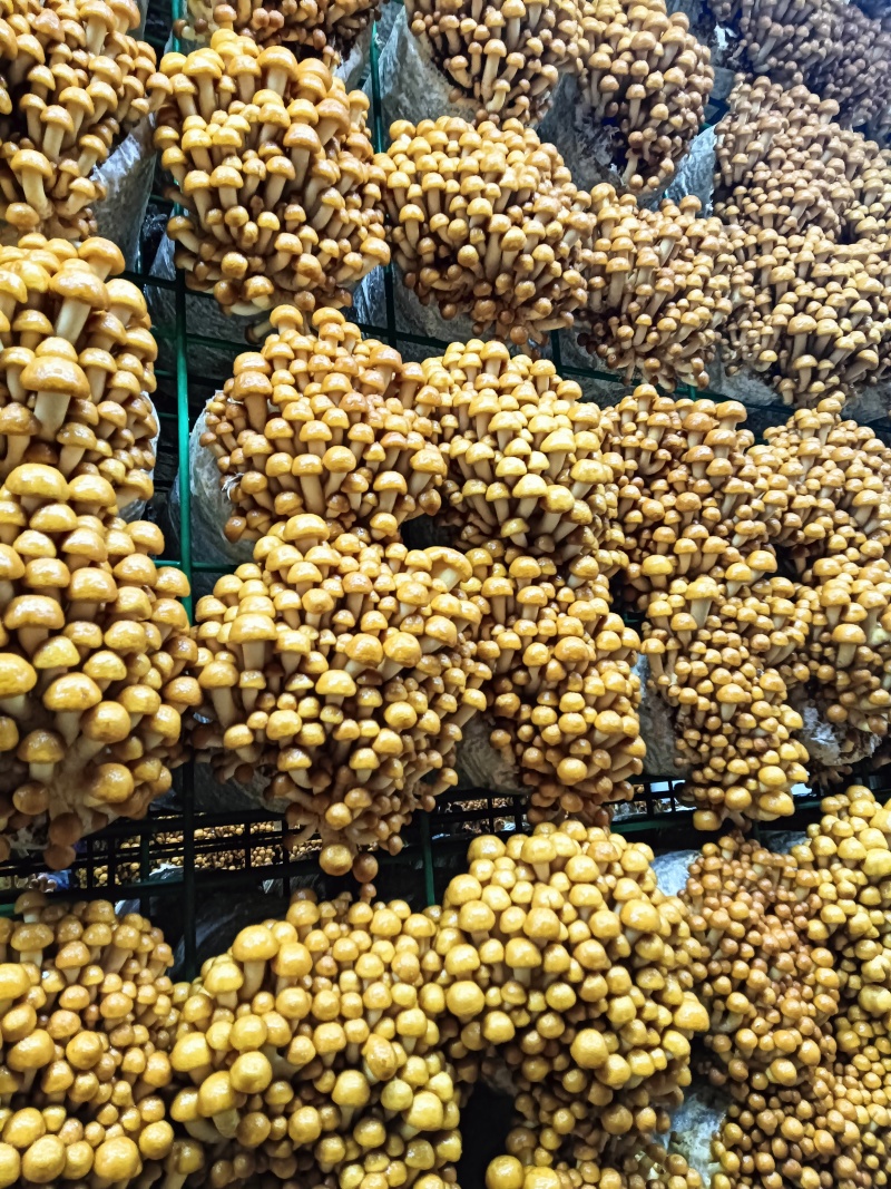滑子菇，滑菇，