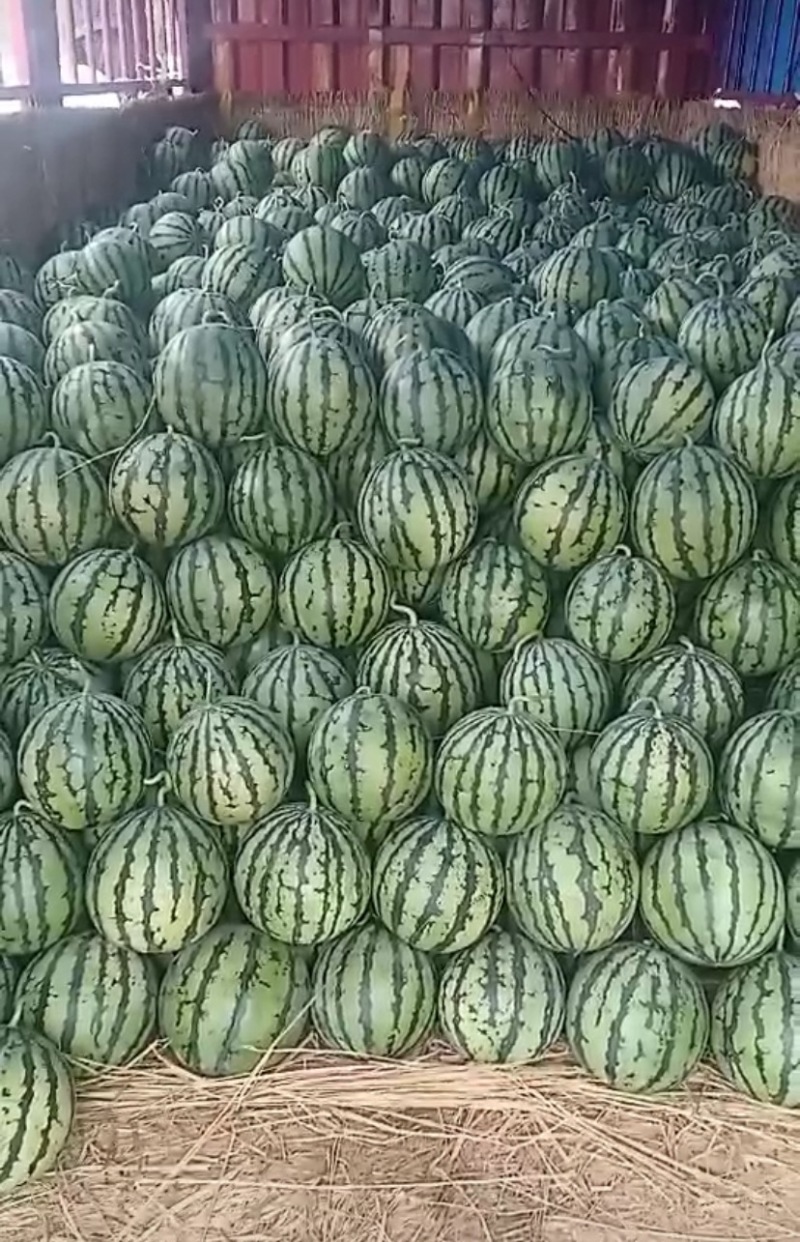 河北廊坊永清县美都西瓜大量上市品质保证诚信经营