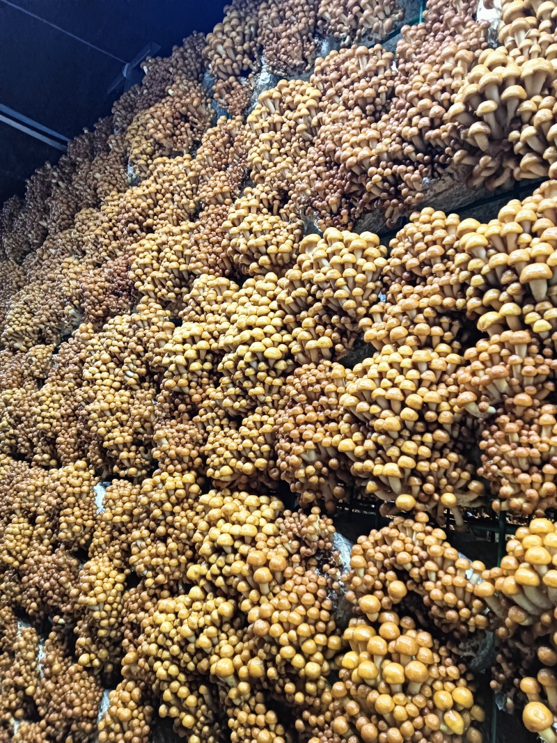 滑子菇，滑菇，