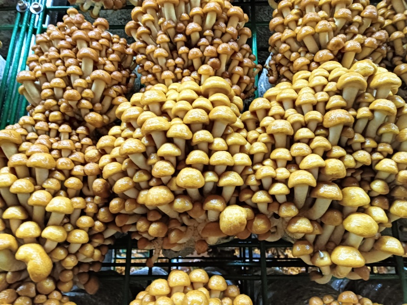 滑子菇，滑菇，