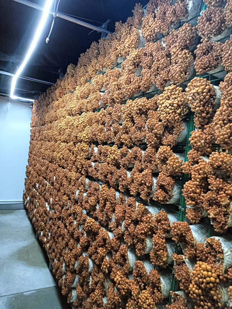 滑子菇，滑菇，