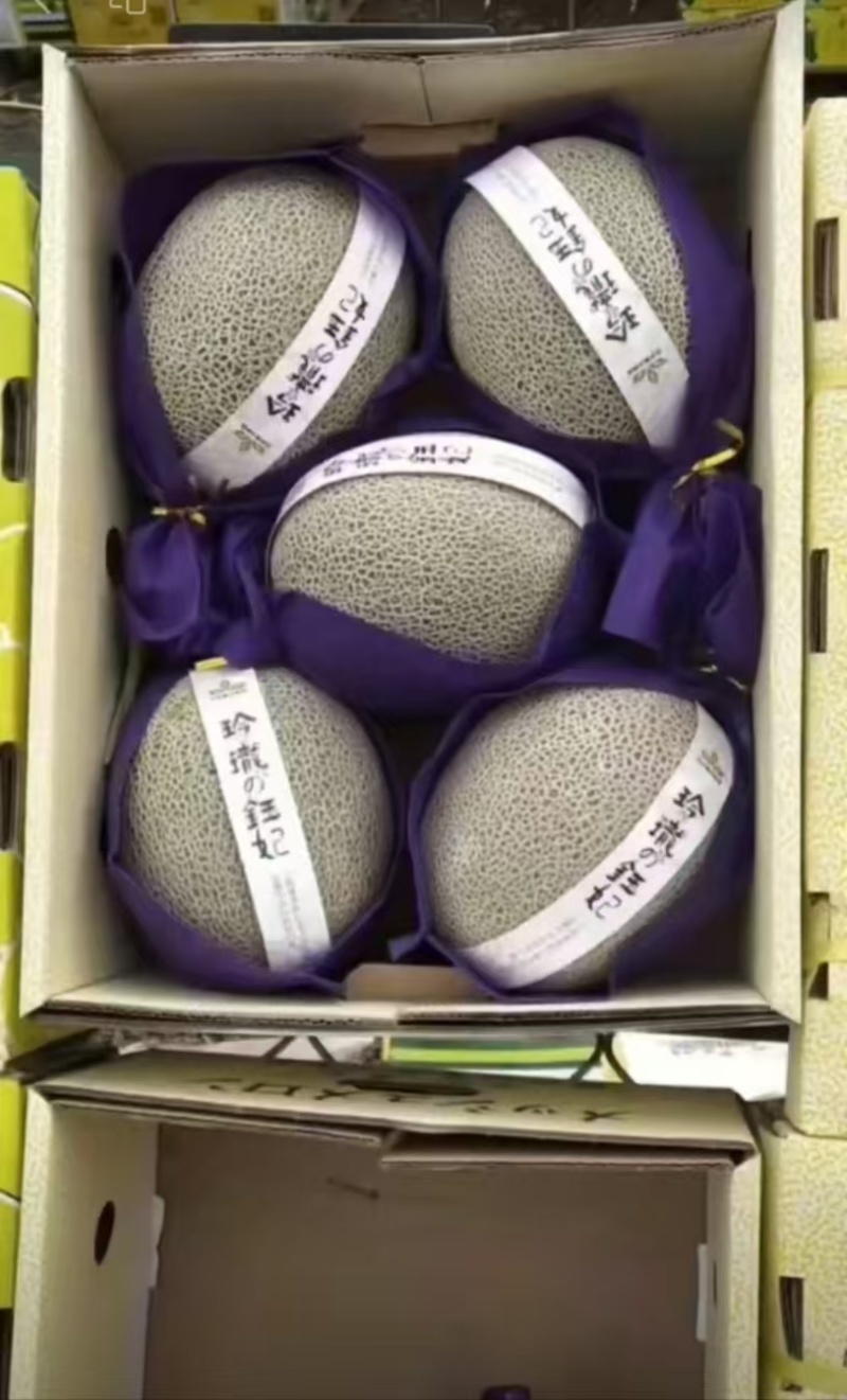 【精品甜瓜】山东网纹甜瓜甜度高口感好大量上市