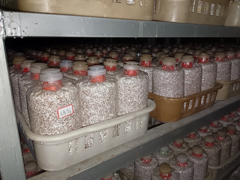菌包，菌棒，工厂化生产，滑子菇，平菇，榆黄蘑，茶树菇