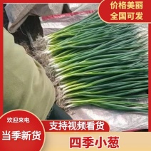 东北香葱，小葱，大量有货，对接全国客商，价格美丽！！！