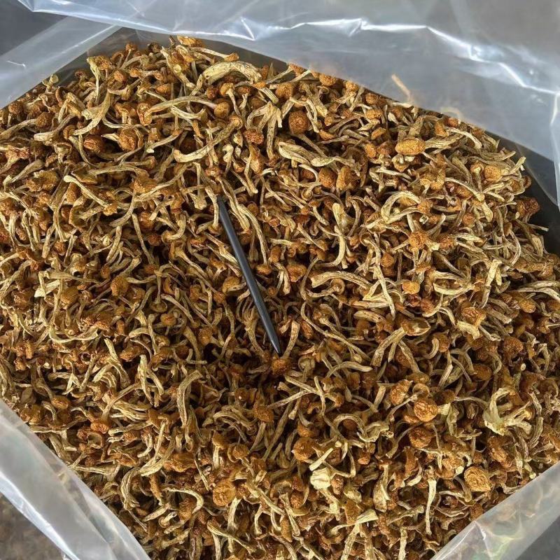 滑子菇干菇，烘干滑菇，