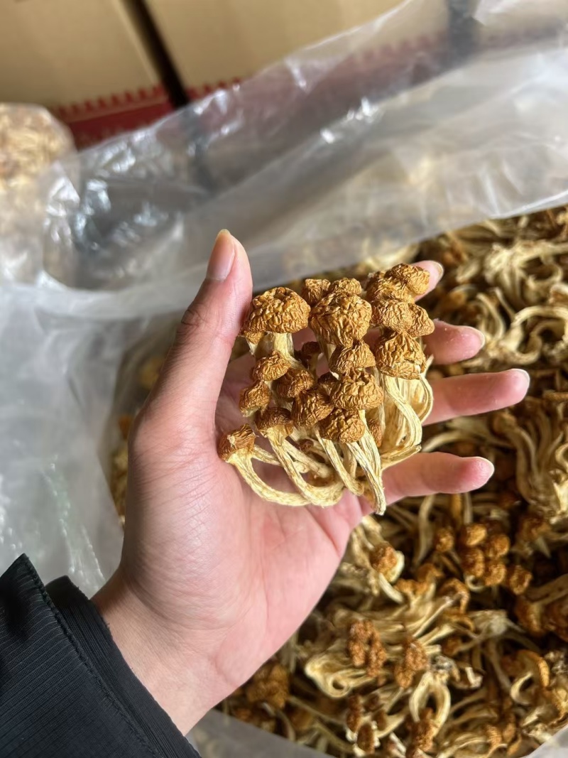 滑子菇干菇，烘干滑菇，