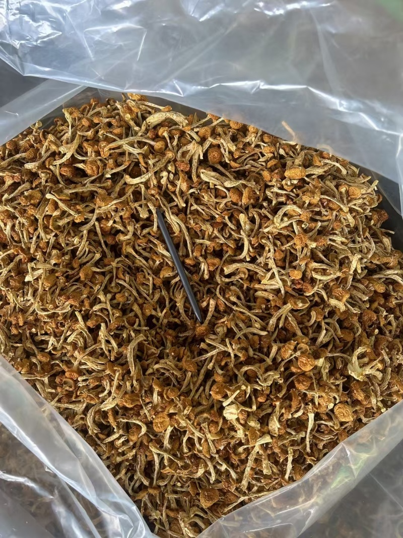 滑子菇干菇，烘干滑菇，