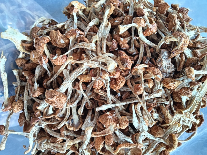滑子菇干菇，烘干滑菇，