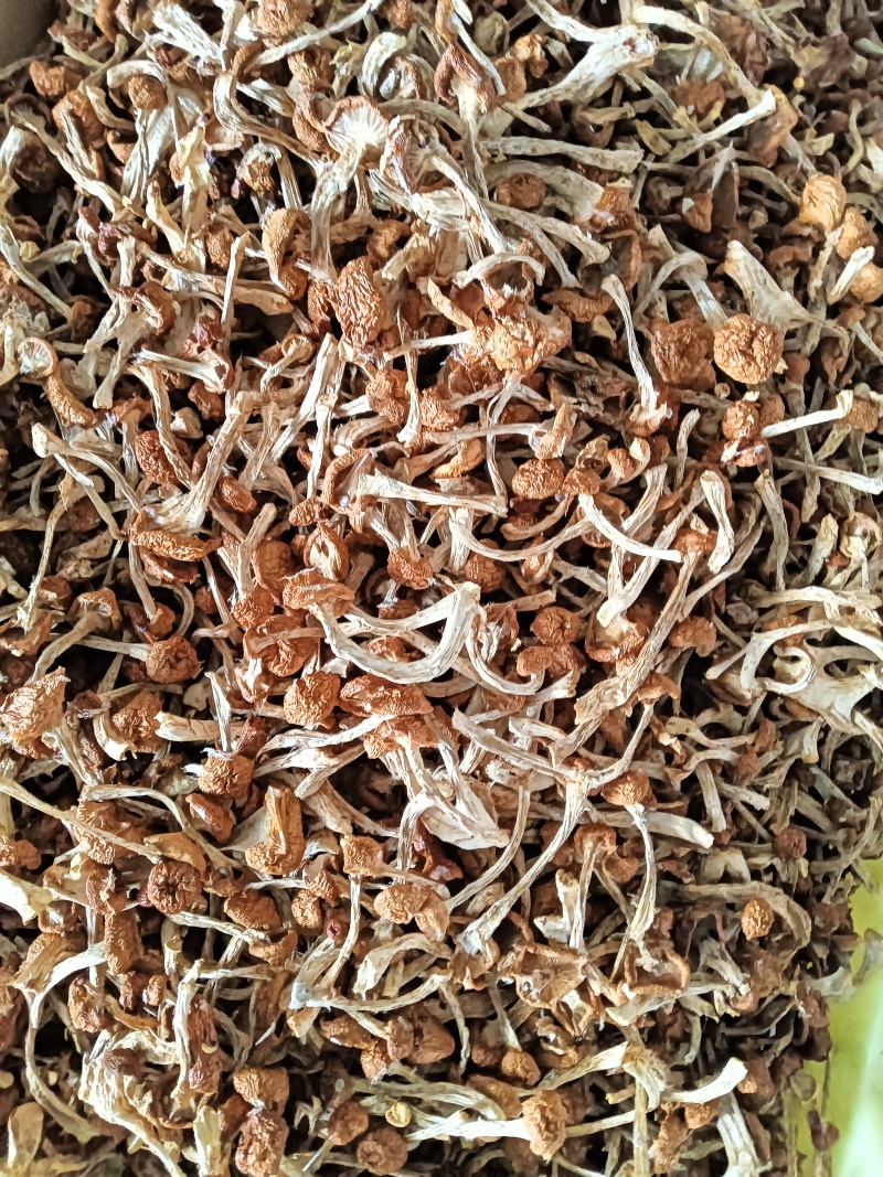 滑子菇干菇，烘干滑菇，