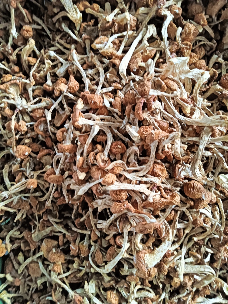 滑子菇干菇，烘干滑菇，