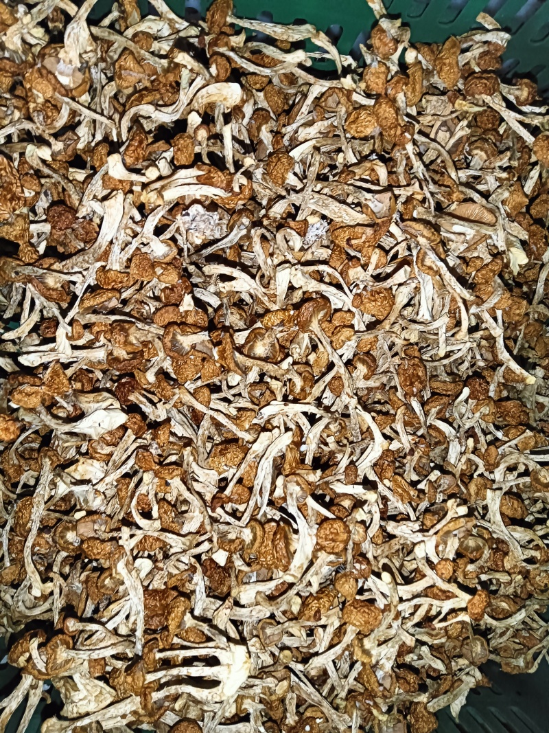 滑子菇干菇，烘干滑菇，