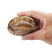 二去鲍鱼中A带壳去肠鲍鱼速冻海鲜清蒸佛跳墙火锅商用批发