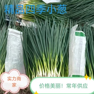 东北，吉林，香葱，小葱，四季小葱，大量上市，万亩香葱基地