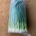 东北，吉林，香葱，小葱，四季小葱，大量上市，万亩香葱基地