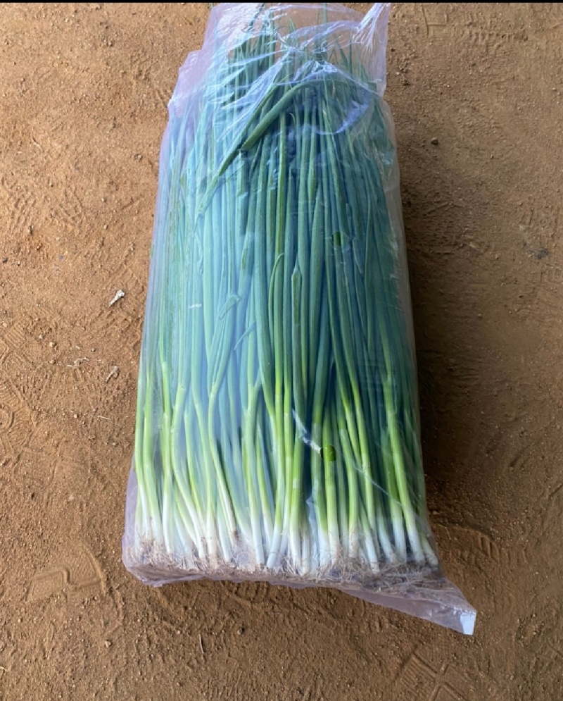 东北，吉林，香葱，小葱，四季小葱，大量上市，万亩香葱基地
