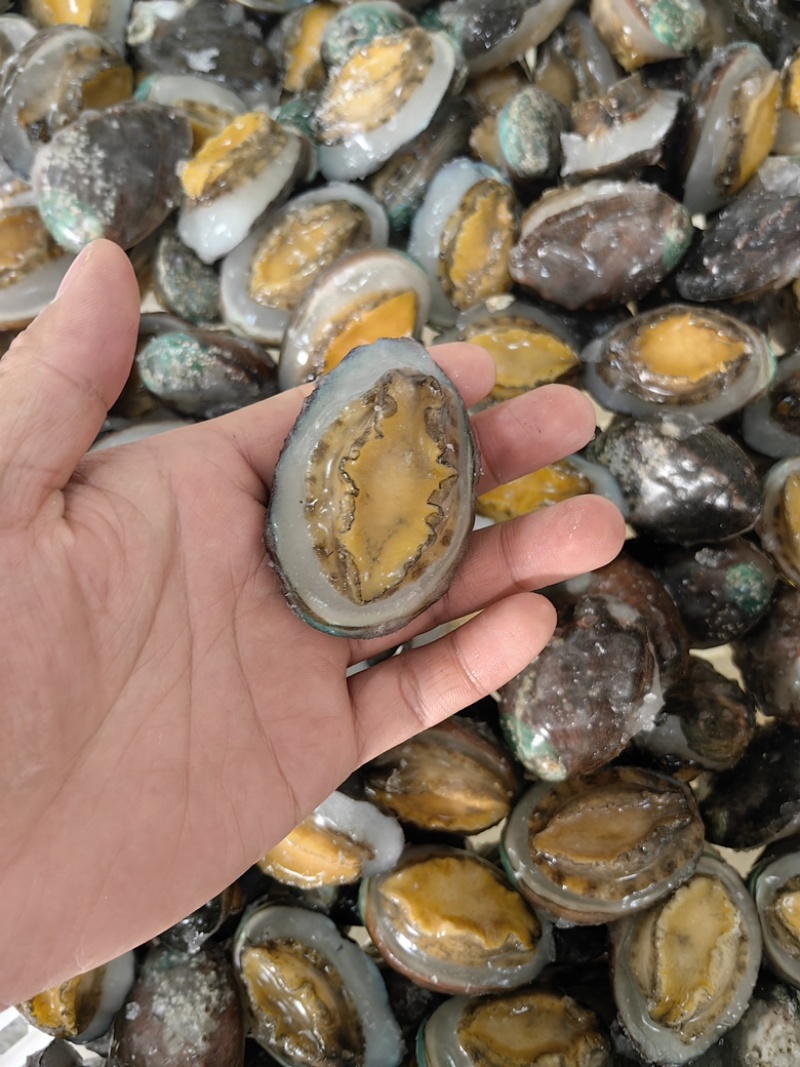 二去鲍鱼速冻海鲜清蒸浇汁火锅红烧佛跳墙海鲜材料中B商用