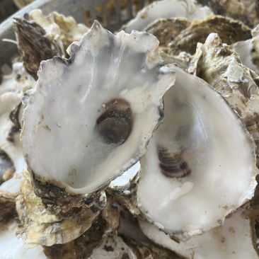 野生牡蛎壳，每个10公分-15公分