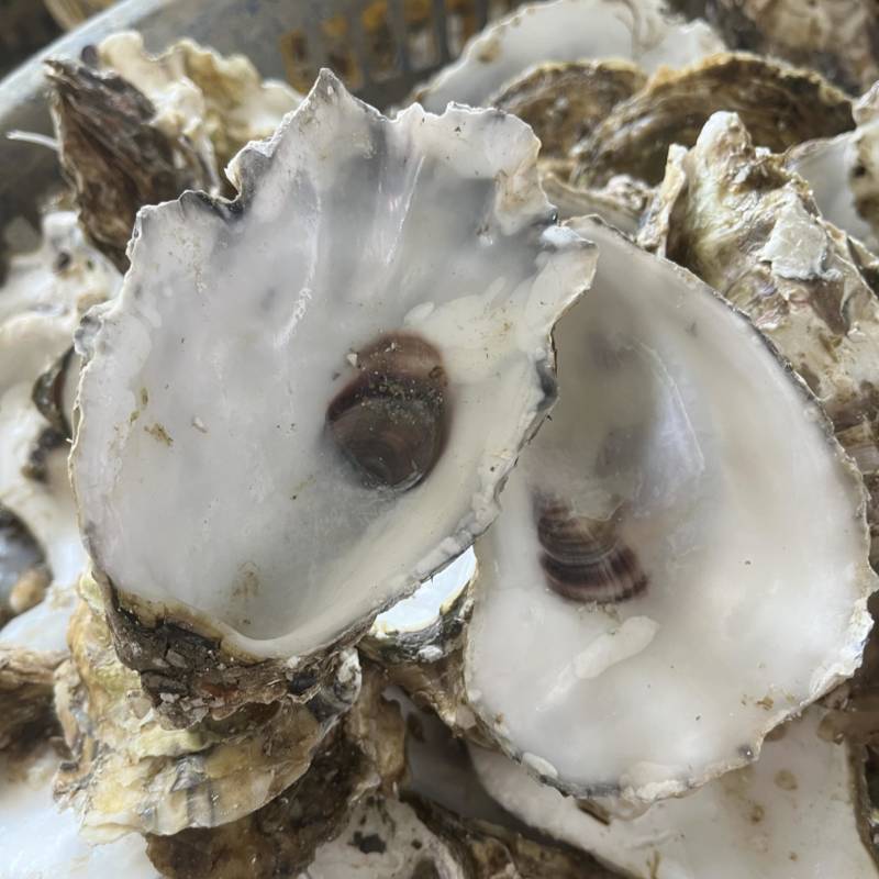 野生牡蛎壳，每个10公分-15公分