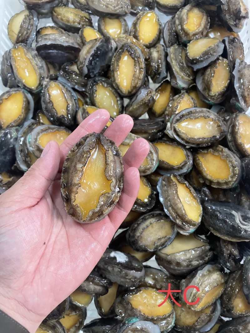 二去鲍鱼速冻海鲜清蒸浇汁火锅红烧佛跳墙海鲜材料中B商用