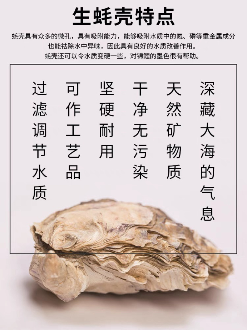 野生牡蛎壳，每个10公分-15公分