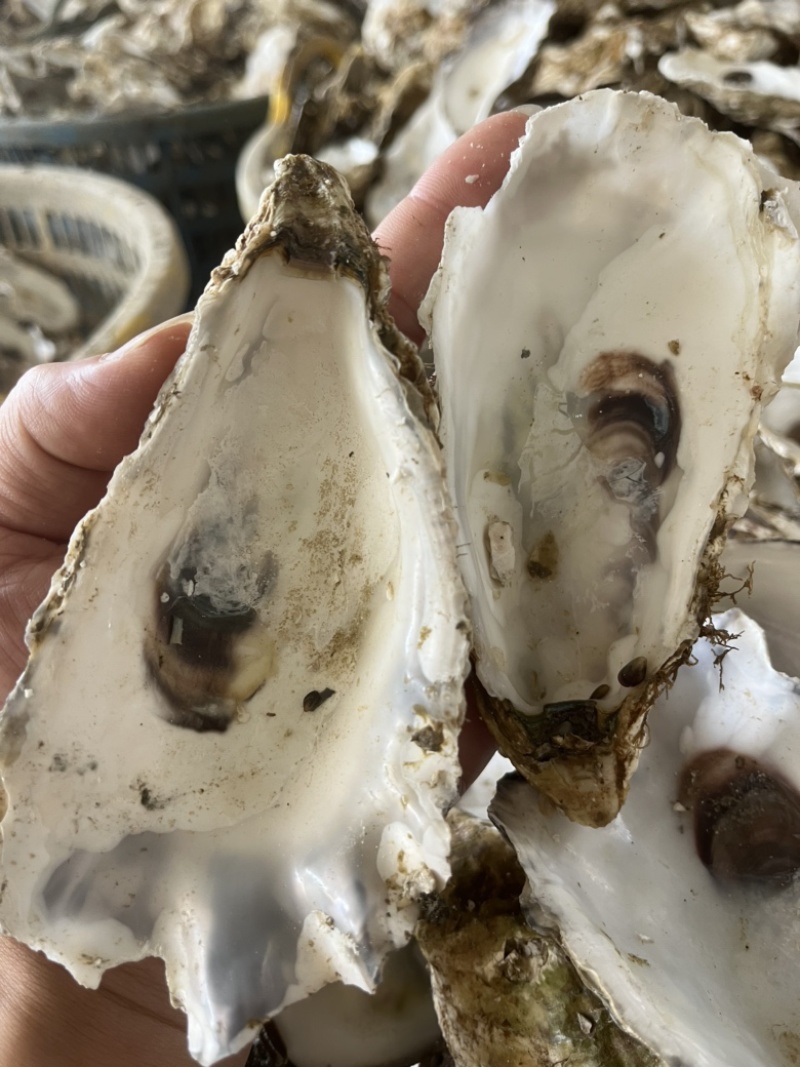 野生牡蛎壳，每个10公分-15公分